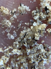 Pheidole adrianoi
