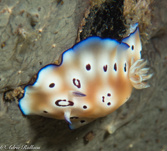 Goniobranchus leopardus