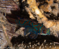 Synchiropus splendidus