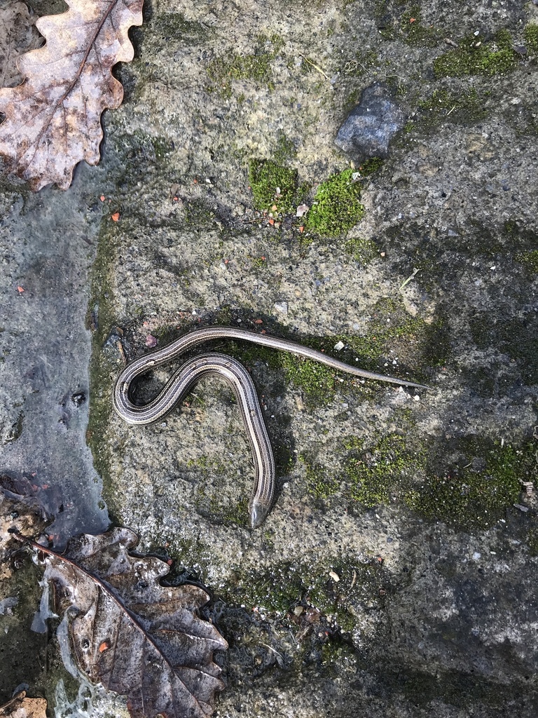 Italian Three-toed Skink in January 2022 by laura_o · iNaturalist