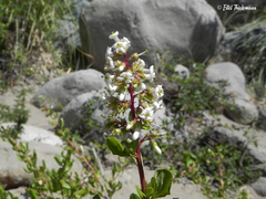 Escallonia illinita