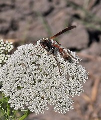 Mischocyttarus drewseni