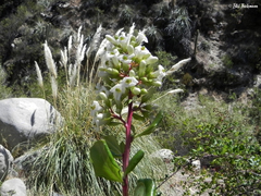 Escallonia illinita