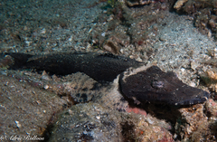 Cymbacephalus beauforti