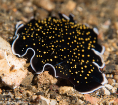 Thysanozoon nigropapillosum