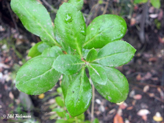 Escallonia myrtoidea