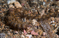 Pteraeolidia semperi