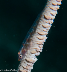 Bryaninops yongei