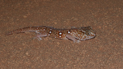 Chondrodactylus angulifer