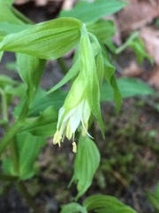 Liliales