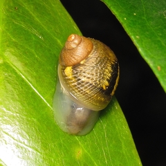 Simpulopsis