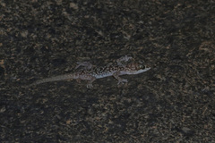 Pachydactylus