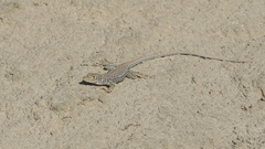 Meroles suborbitalis