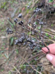 Bupleurum rotundifolium