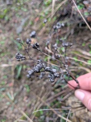 Bupleurum rotundifolium