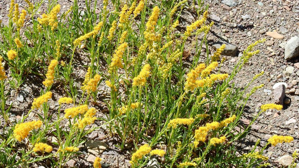 argentine goldenrod