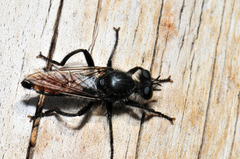 Laphria aimatis