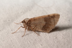 Isturgia spodiaria