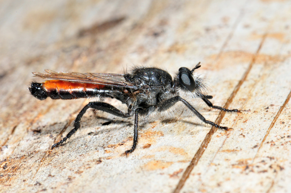 Western Orange-patched Laphria
