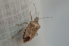 Halyomorpha halys