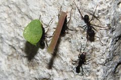 Acromyrmex lundii