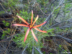 Mutisia subulata