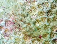Phestilla minor