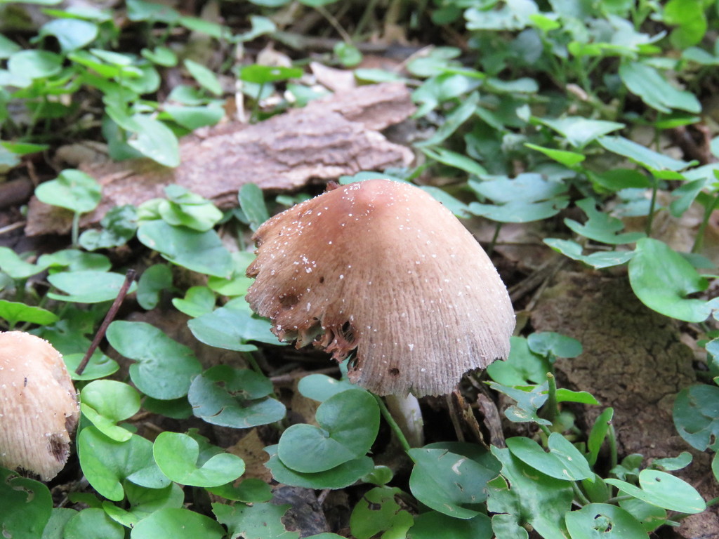 Coprinellus micaceus · May 2018 · photo: © nicoolejnik (iNaturalist, cc-by)
