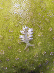 Phestilla minor