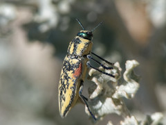 Achardella denticollis