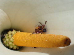 Lepithrix pseudolineata