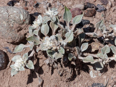 Gomphrena tomentosa
