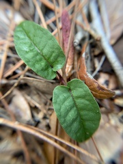 Bignonia
