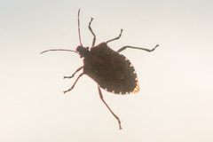 Halyomorpha halys
