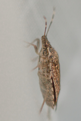 Halyomorpha halys
