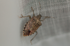 Halyomorpha halys