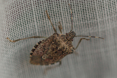 Halyomorpha halys
