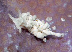 Phestilla minor