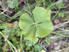 Marsilea macropoda