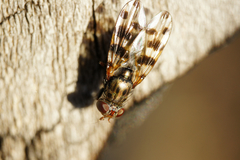 Ceroxys