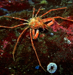 Chorilia longipes