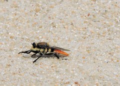 Eccritosia rubriventris