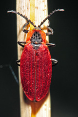 Lycus sanguinipennis