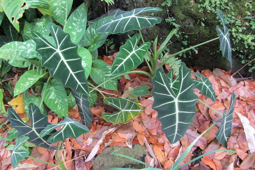 Alocasia micholitziana