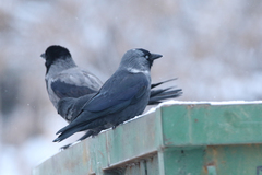 Corvus monedula