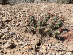 Micropuntia pulchella