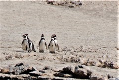 Spheniscus humboldti