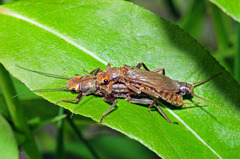 Hesperoperla pacifica