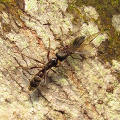 Neoponera crenata
