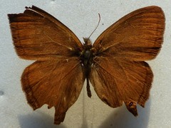 Yphthimoides renata